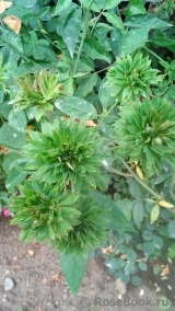 Viridiflora Viridiflora