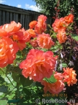 Westerland Westerland
