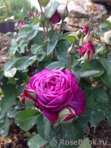 Heidi Klum Rose Heidi Klum Rose