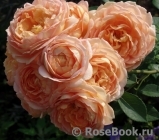 Lady of Shalott Lady of Shalott