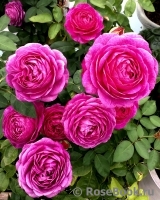 Heidi Klum Rose Heidi Klum Rose