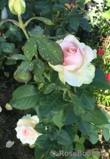 La Belle La Belle