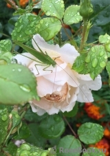 Crocus Rose® Crocus Rose®