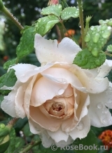 Crocus Rose® Crocus Rose®