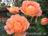 Lady of Shalott Lady of Shalott