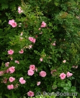 Prairie Dawn Prairie Dawn