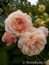 A Shropshire Lad A Shropshire Lad