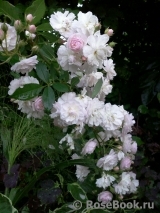 Brise Parfum Brise Parfum