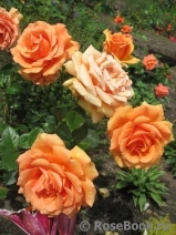 Ashram Ashram