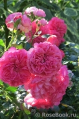 Rosarium Uetersen Rosarium Uetersen
