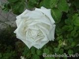 Boule de Neige Boule de Neige