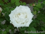 Boule de Neige Boule de Neige