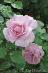 La Rose du Petit Prince La Rose du Petit Prince