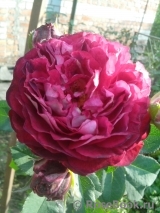 Belle de Segosa® Belle de Segosa®