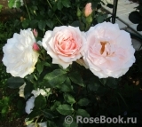 Claire de Lune Claire de Lune