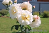 Irene Frain ® Irene Frain ®