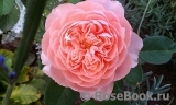 The Alnwick Rose The Alnwick Rose