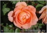 Lady of Shalott Lady of Shalott