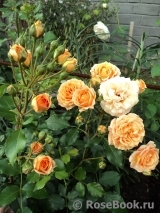 Bentheimer Gold ® Bentheimer Gold ®