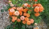Orange Babyflor Orange Babyflor