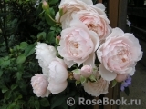 Generous Gardener, The Generous Gardener, The