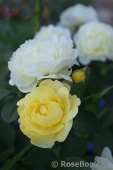 Golden Border Golden Border