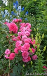 Rosarium Uetersen Rosarium Uetersen