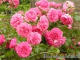 Rosarium Uetersen Rosarium Uetersen