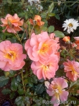 Westerland Westerland