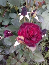 Black Baccara Black Baccara