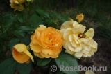 Bernstein-Rose Bernstein-Rose