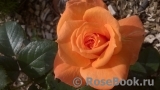 Konigin der Rosen Konigin der Rosen