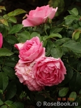 Rosenfee Rosenfee