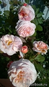 A Shropshire Lad A Shropshire Lad