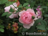 The Alnwick Rose The Alnwick Rose
