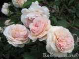 A Shropshire Lad A Shropshire Lad