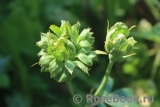 Viridiflora Viridiflora