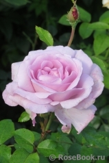 La Rose du Petit Prince La Rose du Petit Prince