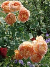 Lady of Shalott Lady of Shalott