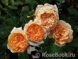 Crown Princess Margareta® Crown Princess Margareta®