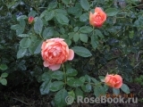 Lady of Shalott Lady of Shalott