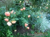 Lady of Shalott Lady of Shalott