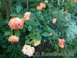 Lady of Shalott Lady of Shalott