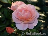 Sangerhauser Jubilaumsrose Sangerhauser Jubilaumsrose