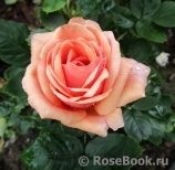 Stefanie´s Rose Stefanie´s Rose