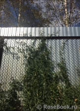 Excelsa Excelsa