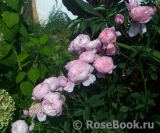 The Alnwick Rose The Alnwick Rose
