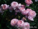 The Alnwick Rose The Alnwick Rose