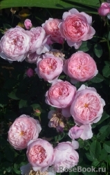 The Alnwick Rose The Alnwick Rose