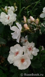 Jacqueline du Pre Jacqueline du Pre